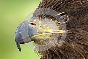 The white tailed eagle