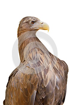 White-tailed eagle