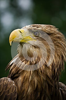 White-tailed eagle