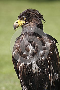 White-tailed eagle