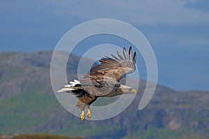 White-tailed eagle