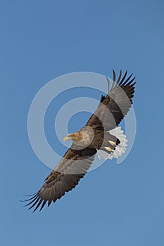 White Tailed Eagle