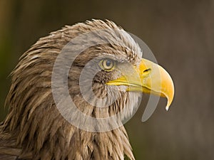 White tailed eagle
