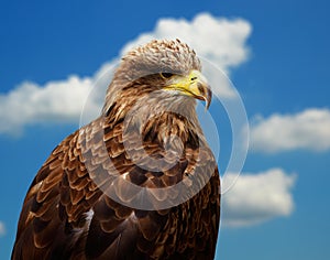 White-tailed Eagle