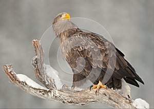 White-tailed Eagle