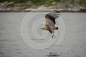 White-tailed Eagle