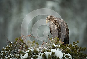 White-tailed Eagle