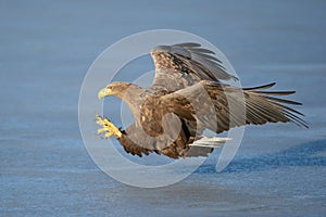 White-tailed Eagle