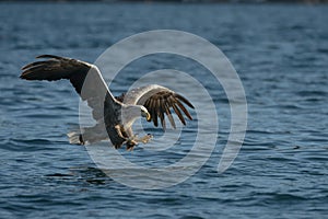 White-tailed Eagle