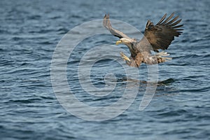 White-tailed Eagle