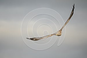 White-tailed Eagle