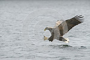 White-tailed Eagle