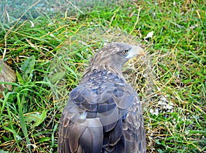 White-tailed eagle