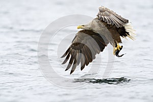 White-tailed Eagle