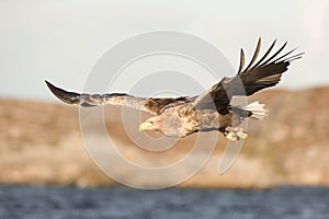 White-tailed Eagle