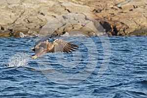 White-tailed Eagle