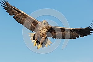 White-tailed Eagle