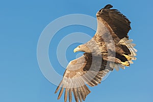 White-tailed Eagle