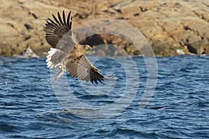 White-tailed Eagle