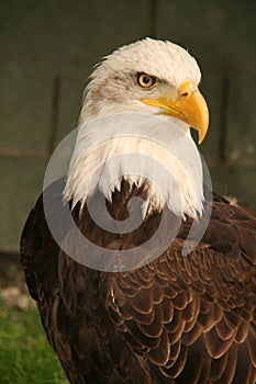 White-tailed eagle