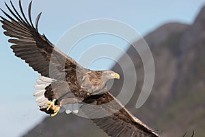 White-tailed Eagle