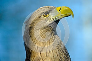 White-tailed Eagle