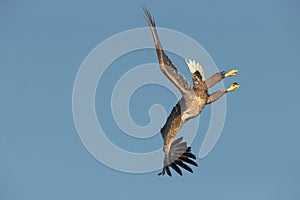 White-tailed Eagle Aerobatics.