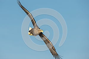 White-tailed Eagle Aerobatics.