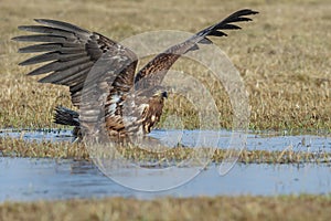 White-tailed eagle bathing