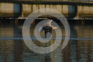 White-tailed eagle - a beautiful, biggest Polish eagle in all its glory