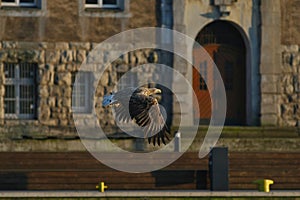 White-tailed eagle - a beautiful, biggest Polish eagle in all its glory