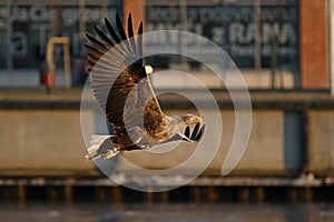 White-tailed eagle - a beautiful, biggest Polish eagle in all its glory