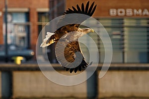 White-tailed eagle - a beautiful, biggest Polish eagle in all its glory