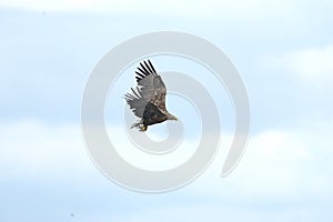 White-tailed eagle - a beautiful, biggest Polish eagle in all its glory