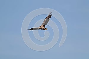 White-tailed eagle - a beautiful, biggest Polish eagle in all its glory