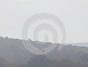 White tailed eagle being buzzed by smaller birds