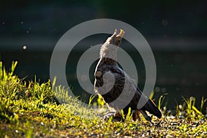 White-tailed eagle bending backwards during a territorial call