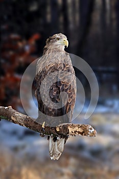 White-tailed eagle on branch in winter time