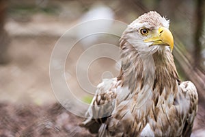 White tailed eagle in a cage in zoo