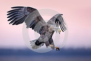 White-tailed eagle captured in mid-flight, with its expansive wingspan spread wide