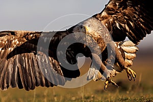 White-tailed eagle captured in mid-flight, with its expansive wingspan spread wide