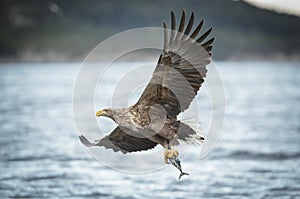 White-tailed eagle caryying a coal fish