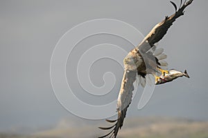 White-tailed Eagle with catch.