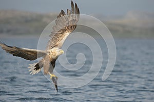 White-tailed Eagle with catch.