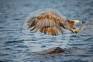 White-tailed Eagle with catch.