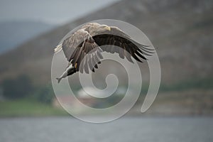 White-tailed Eagle with catch.