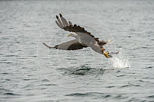 White-tailed Eagle with catch.