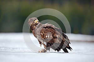 White-tailed Eagle with catch fish in snowy winter, snow in forest habitat, sitting on ice. Action wildlife winter scene from Euro