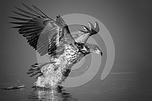 White-tailed Eagle catches the fish