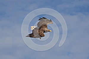 White tailed Eagle Catching eel Raptor Lake Hunting